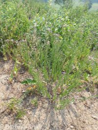 elegant aster (<em>Eucephalus elegans</em>)