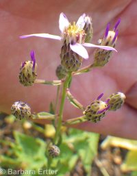 elegant aster (<em>Eucephalus elegans</em>)