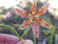checker, leopard, or chocolate lily, mission bells (<em>Fritillaria atropurpurea</em>)