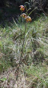 checker, leopard, or chocolate lily, mission bells (<em>Fritillaria atropurpurea</em>)
