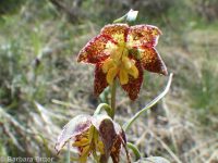 checker, leopard, or chocolate lily, mission bells (<em>Fritillaria atropurpurea</em>)