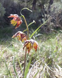 checker, leopard, or chocolate lily, mission bells (<em>Fritillaria atropurpurea</em>)