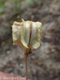 checker, leopard, or chocolate lily, mission bells (<em>Fritillaria atropurpurea</em>)