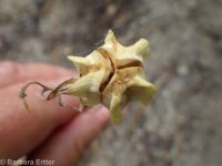 checker, leopard, or chocolate lily, mission bells (<em>Fritillaria atropurpurea</em>)