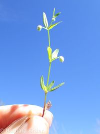 twinleaf bedstraw (<em>Galium bifolium</em>)