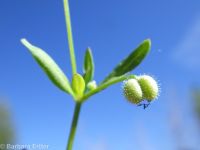 twinleaf bedstraw (<em>Galium bifolium</em>)