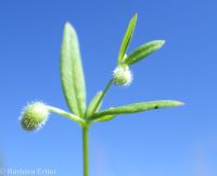 twinleaf bedstraw (<em>Galium bifolium</em>)
