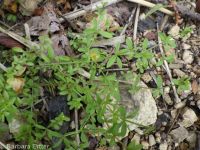 twinleaf bedstraw (<em>Galium bifolium</em>)