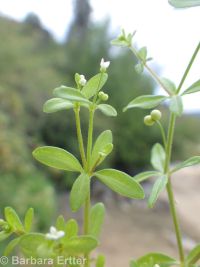 twinleaf bedstraw (<em>Galium bifolium</em>)
