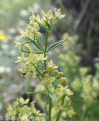 Intermountain bedstraw (<em>Galium serpenticum</em>)