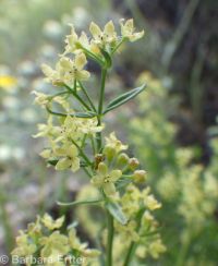Intermountain bedstraw (<em>Galium serpenticum</em>)