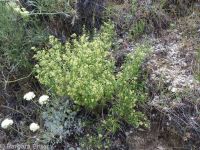 Intermountain bedstraw (<em>Galium serpenticum</em>)