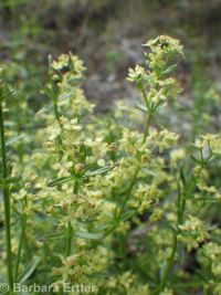 Intermountain bedstraw (<em>Galium serpenticum</em>)