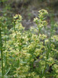 Intermountain bedstraw (<em>Galium serpenticum</em>)
