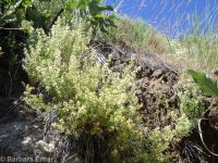 Intermountain bedstraw (<em>Galium serpenticum</em>)