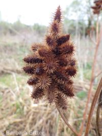 American licorice (<em>Glycyrrhiza lepidota</em>)