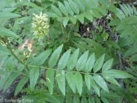 American licorice (<em>Glycyrrhiza lepidota</em>)