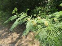 American licorice (<em>Glycyrrhiza lepidota</em>)