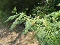 American licorice (<em>Glycyrrhiza lepidota</em>)