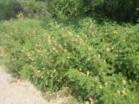 American licorice (<em>Glycyrrhiza lepidota</em>)