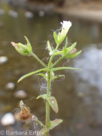 common or clammy hedge-hyssop (<em>Gratiola neglecta</em>)