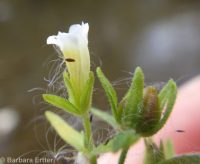 common or clammy hedge-hyssop (<em>Gratiola neglecta</em>)