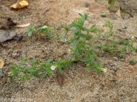 common or clammy hedge-hyssop (<em>Gratiola neglecta</em>)