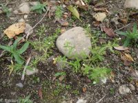 common or clammy hedge-hyssop (<em>Gratiola neglecta</em>)