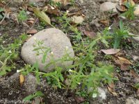 common or clammy hedge-hyssop (<em>Gratiola neglecta</em>)