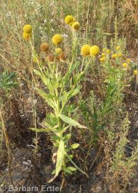 common sneezeweed (<em>Helenium autumnale</em>)