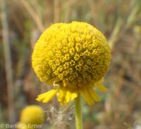 common sneezeweed (<em>Helenium autumnale</em>)