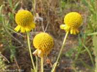 common sneezeweed (<em>Helenium autumnale</em>)