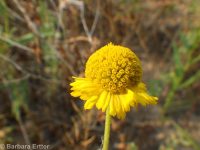 common sneezeweed (<em>Helenium autumnale</em>)