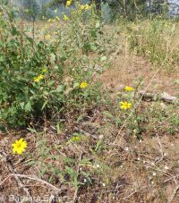 showy golden-eye (<em>Heliomeris multiflora var. multiflora</em>)