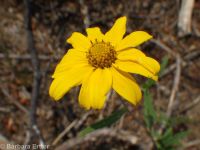 showy golden-eye (<em>Heliomeris multiflora var. multiflora</em>)