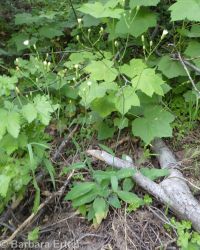 white hawkweed (<em>Hieracium albiflorum</em>)