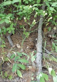 white hawkweed (<em>Hieracium albiflorum</em>)