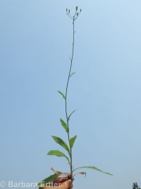 white hawkweed (<em>Hieracium albiflorum</em>)
