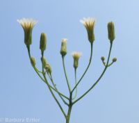 white hawkweed (<em>Hieracium albiflorum</em>)