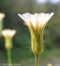 white hawkweed (<em>Hieracium albiflorum</em>)