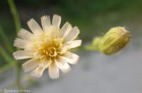 white hawkweed (<em>Hieracium albiflorum</em>)