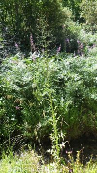 tall blue lettuce (<em>Lactuca biennis</em>)