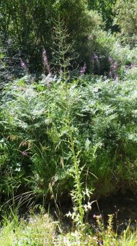 tall blue lettuce (<em>Lactuca biennis</em>)