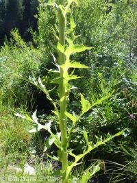 tall blue lettuce (<em>Lactuca biennis</em>)