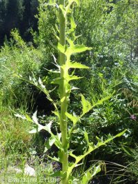 tall blue lettuce (<em>Lactuca biennis</em>)