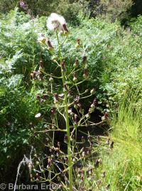 tall blue lettuce (<em>Lactuca biennis</em>)