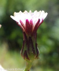 tall blue lettuce (<em>Lactuca biennis</em>)