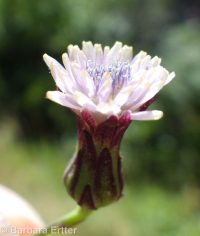 tall blue lettuce (<em>Lactuca biennis</em>)