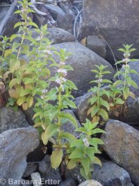 wild or field mint (<em>Mentha canadensis</em>)