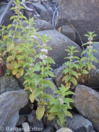 wild or field mint (<em>Mentha canadensis</em>)